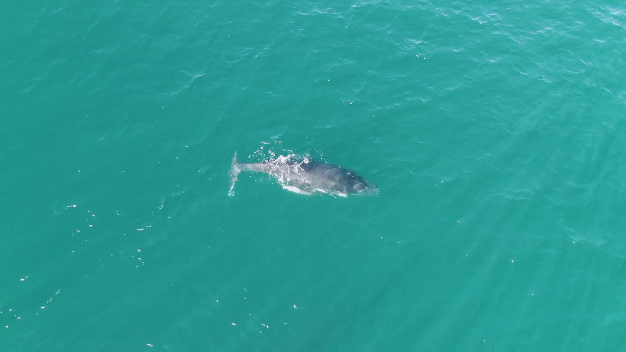 A whale moves through clear turquoise ocean at Punta Gorda Beach, Baja California Sur, with its dark back visible under the surface and small ripples trailing behind, no visible people.