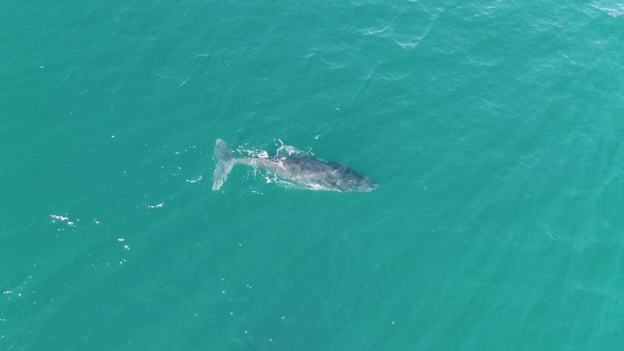 The whale appears farther right in the overhead frame at Punta Gorda Beach, Baja California Sur, with its tail and back disturbing the blue-green surface and no visible people.