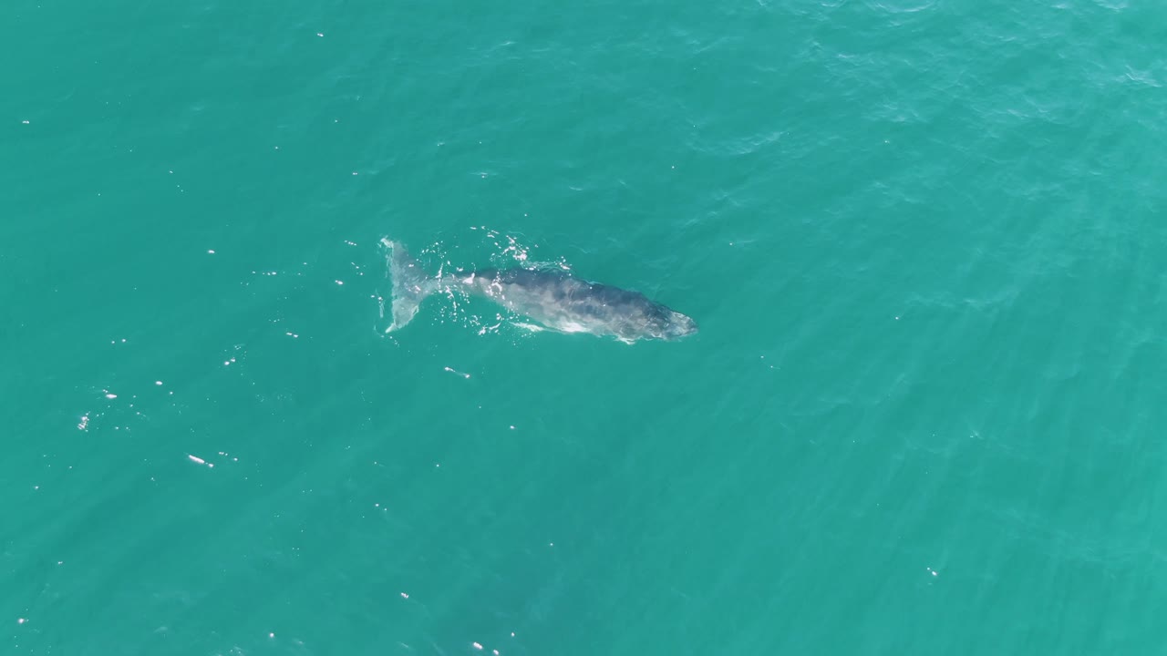 Overhead frame of the whale continuing across open turquoise ocean at Punta Gorda Beach, Baja California Sur, with a faint wake and no land, boats, or visible people.