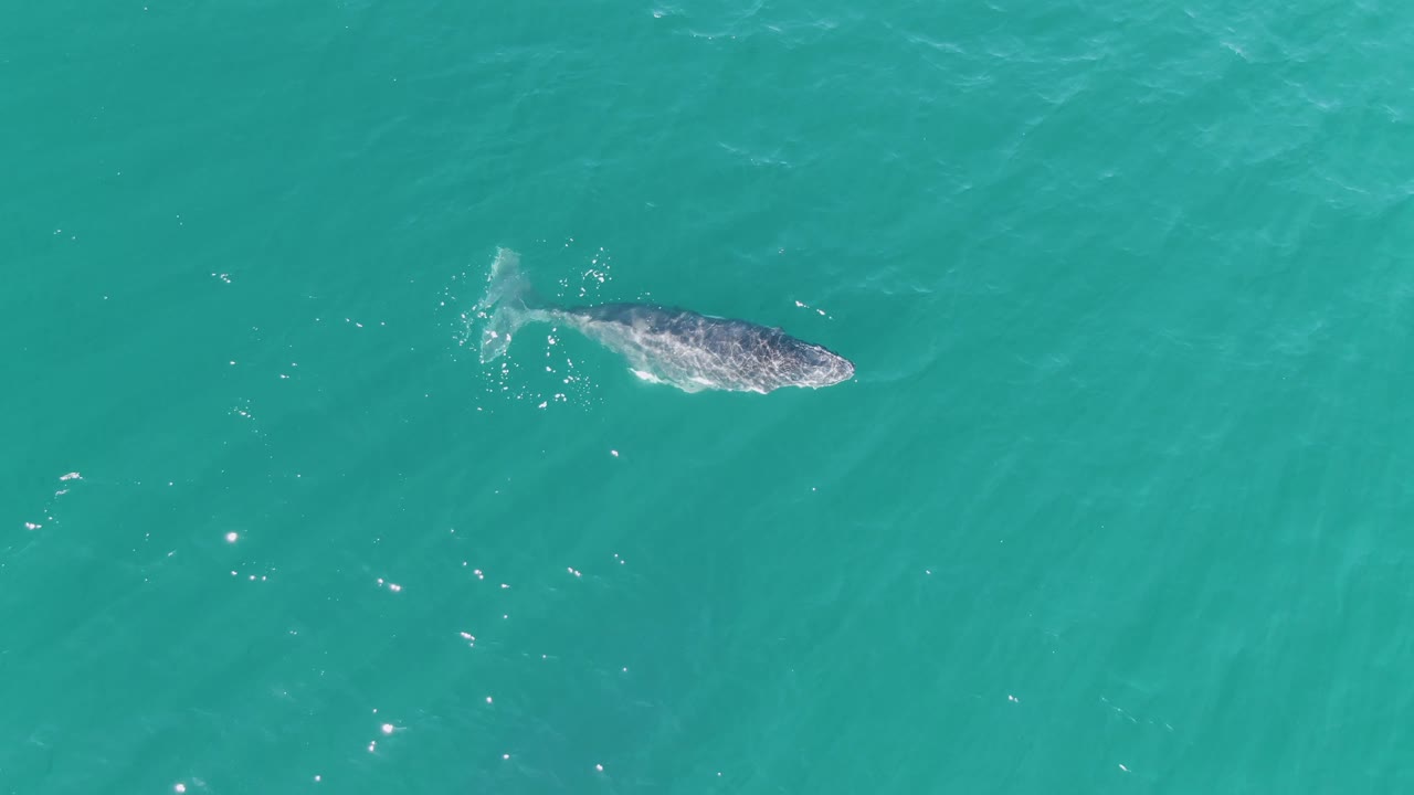 Whale near the ocean surface in turquoise water.