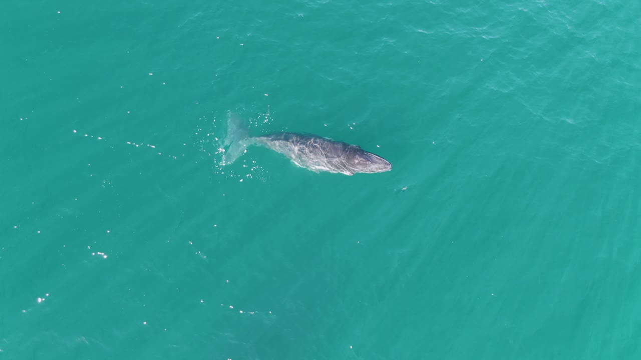 At Punta Gorda Beach, Baja California Sur, the whale appears slightly farther across the turquoise surface, with pale ripples trailing behind it and no visible people.
