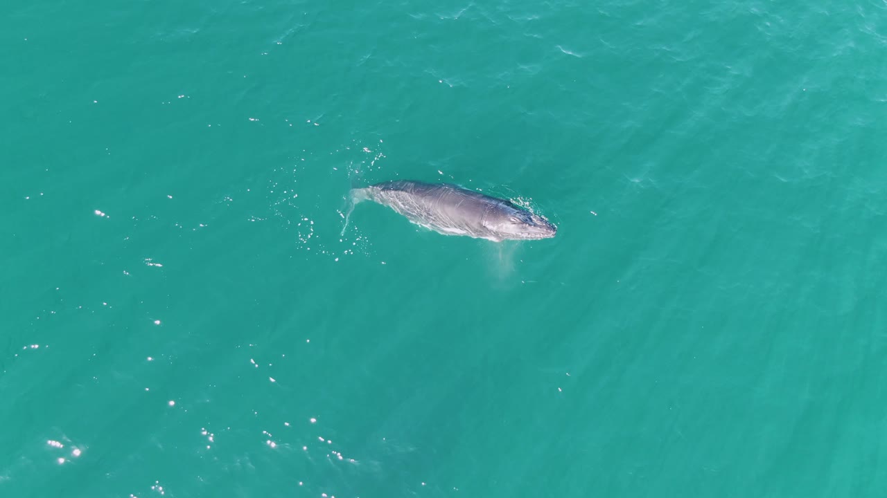 At Punta Gorda Beach, Baja California Sur, the whale remains near the upper surface of clear turquoise water, with small sparkle points and no visible people.