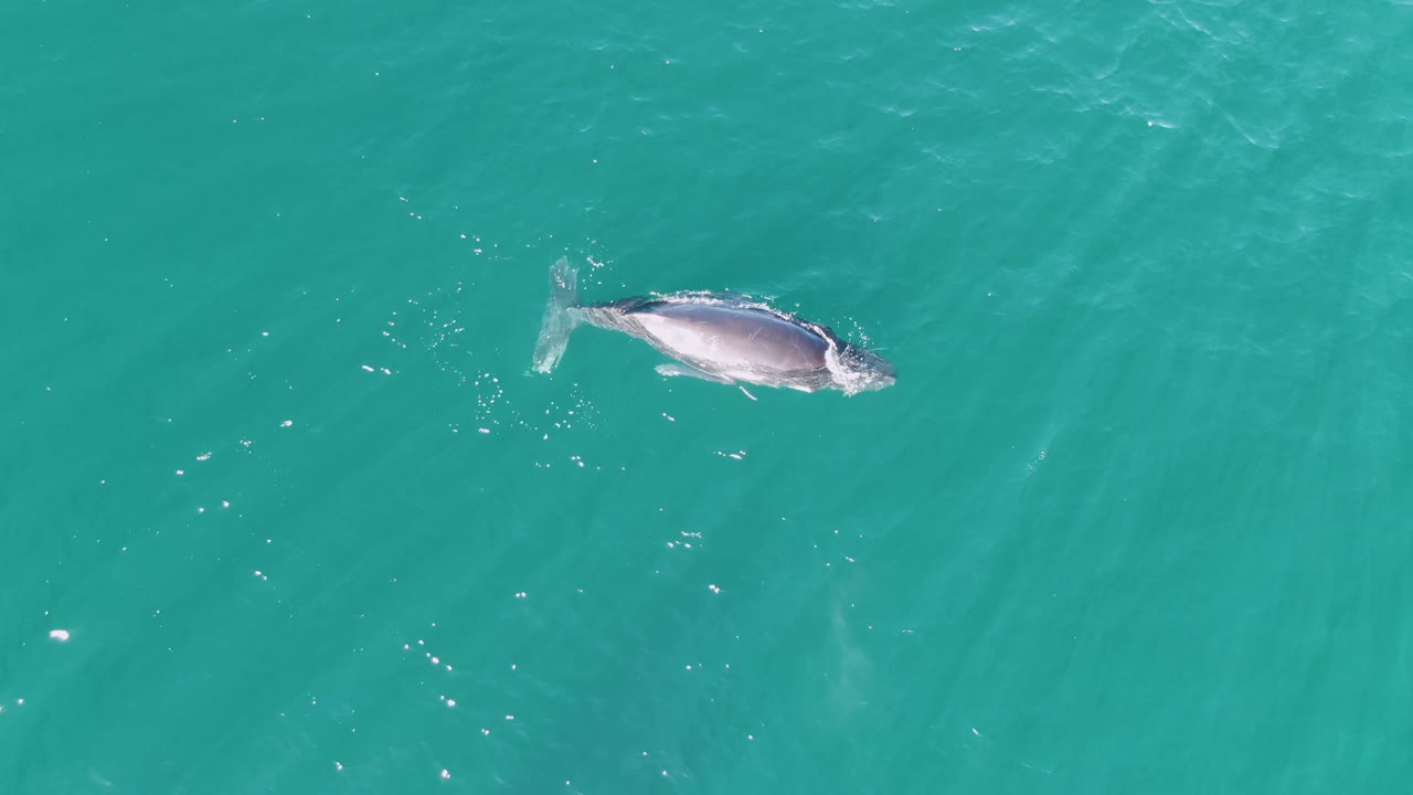 At Punta Gorda Beach, Baja California Sur, the whale's tail and lighter underside are more visible near the surface, surrounded by small ripples and no visible people.
