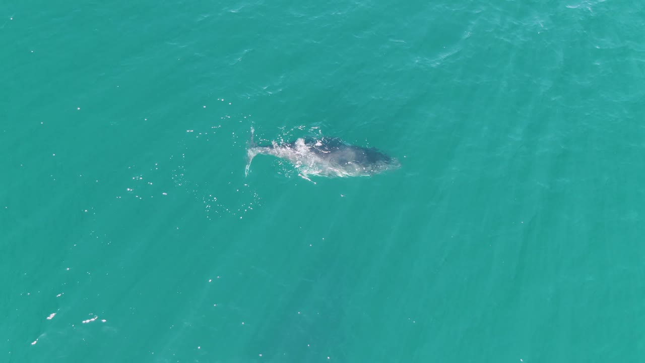At Punta Gorda Beach in Baja California Sur, Mexico, a whale is visible just below the turquoise sea surface near the upper left of the frame, with small ripples and no visible people.