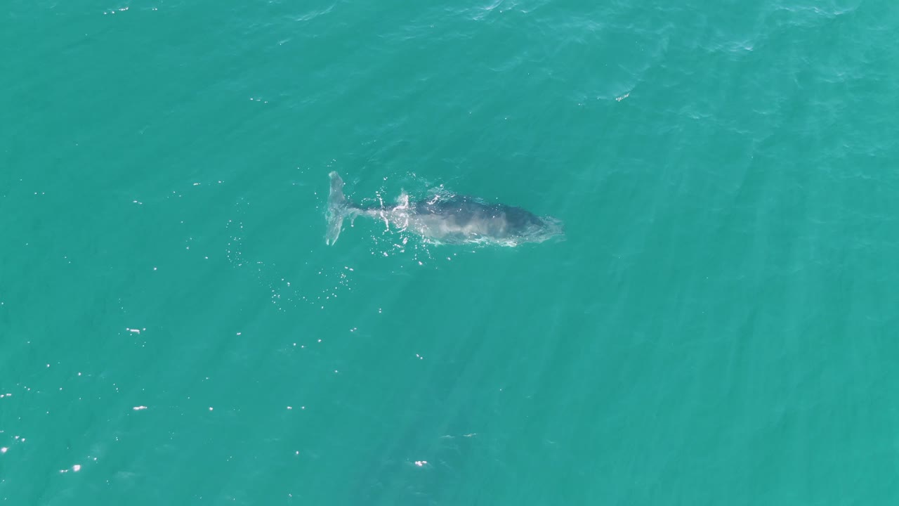 The whale appears farther across the clear turquoise water at Punta Gorda Beach, with a bright splash near its tail and no visible people or boats.
