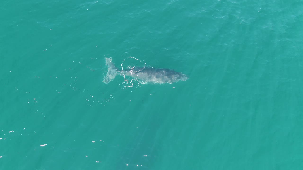 A whale glides under the surface in open turquoise water off Punta Gorda Beach, with white ripples around the tail and a faint sandy bottom texture visible below, no visible people.