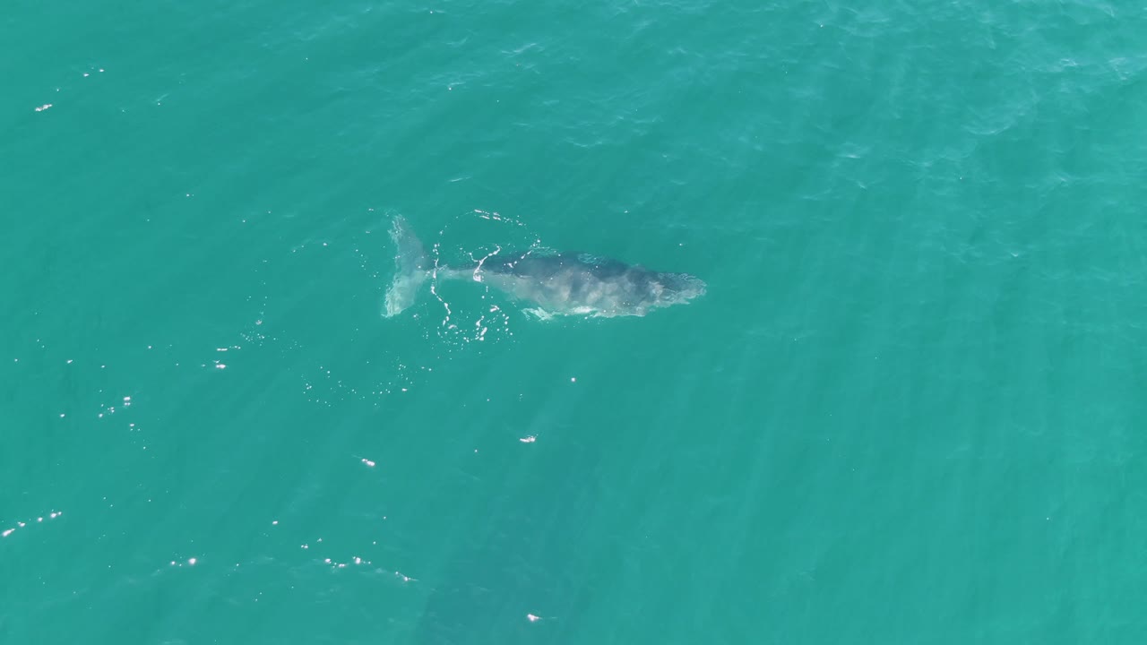 At the lower-left portion of the runtime grid, the whale sits near the left side of the turquoise water frame with light surface texture and no visible people, shoreline, or vessels.
