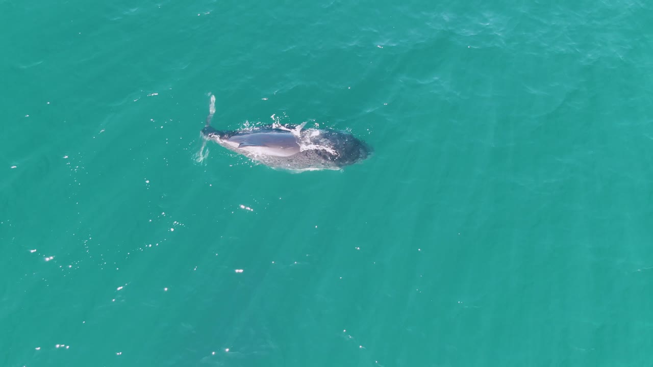 At Punta Gorda Beach in Baja California Sur, a whale-like marine animal appears near the surface of clear turquoise water with small ripples around its body and no visible people.