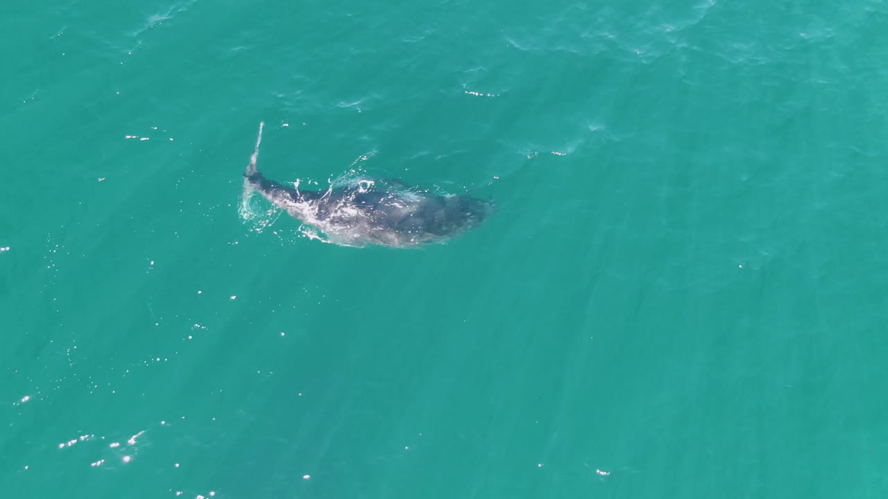 At Punta Gorda Beach in Baja California Sur, the dark marine animal moves through clear blue-green water with its back and tail shape visible under the surface and no visible people.