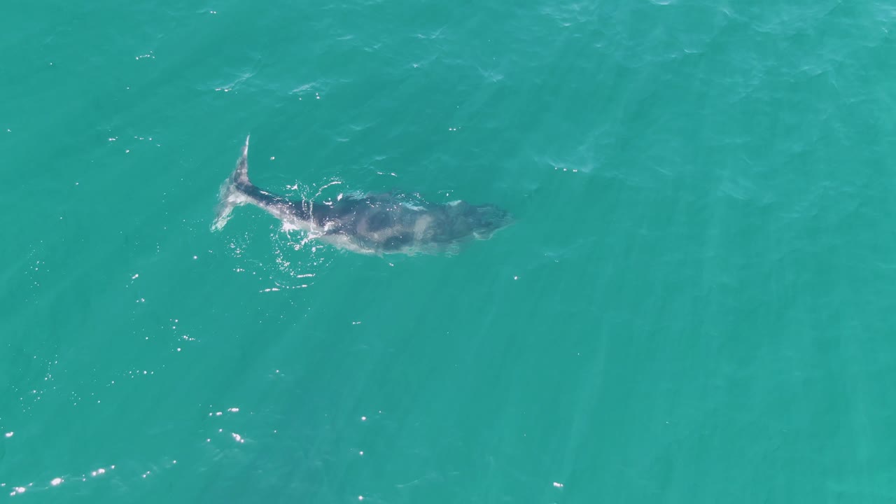 At Punta Gorda Beach in Baja California Sur, the animal is seen from above beneath a bright turquoise surface, with its tail and body outline softened by the water and no visible people.