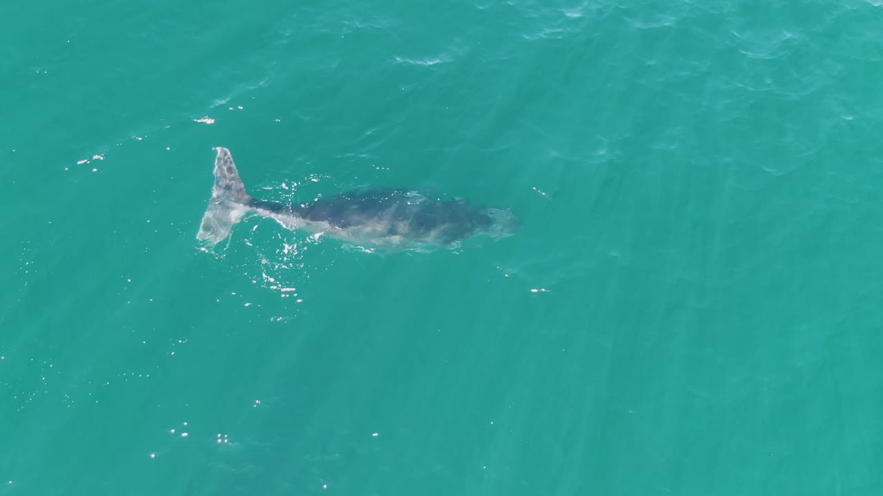 Tail and body of marine animal in blue-green water