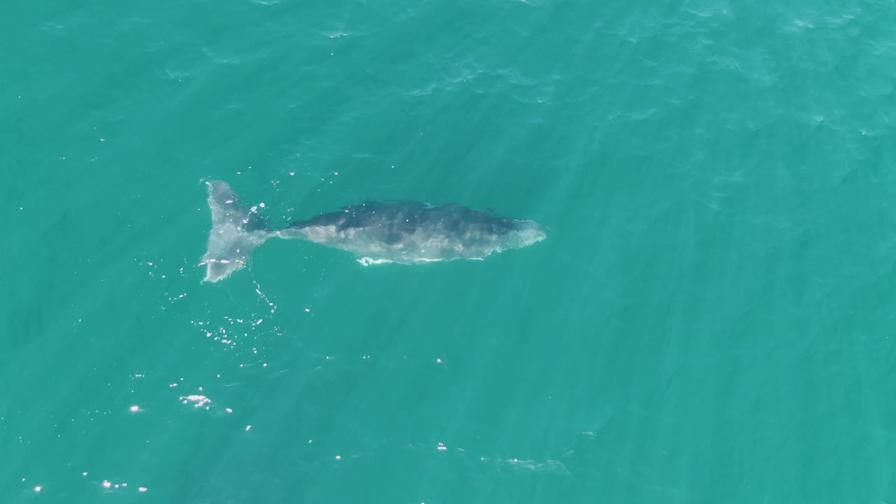A whale is visible from above in clear turquoise water at Punta Gorda Beach, Baja California Sur, with its tail trailing left and no visible people.