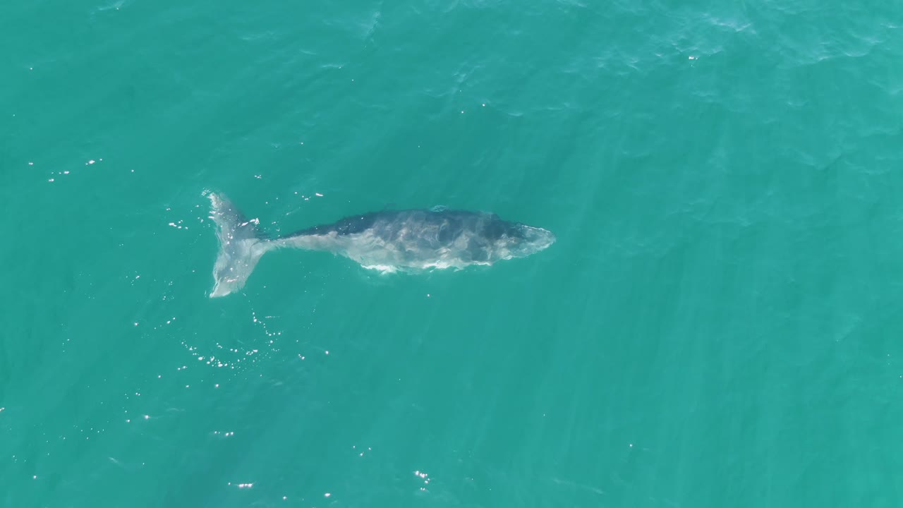 The whale remains near the surface in clear blue-green water at Punta Gorda Beach, Baja California Sur, with a small wake around the tail and no visible people.