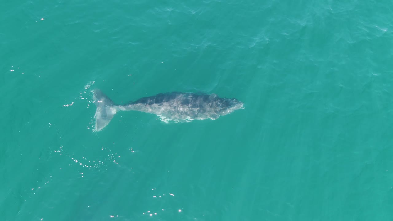 A top-down view shows the whale slightly farther across the turquoise sea at Punta Gorda Beach, Baja California Sur, with mottled body detail and no visible people.