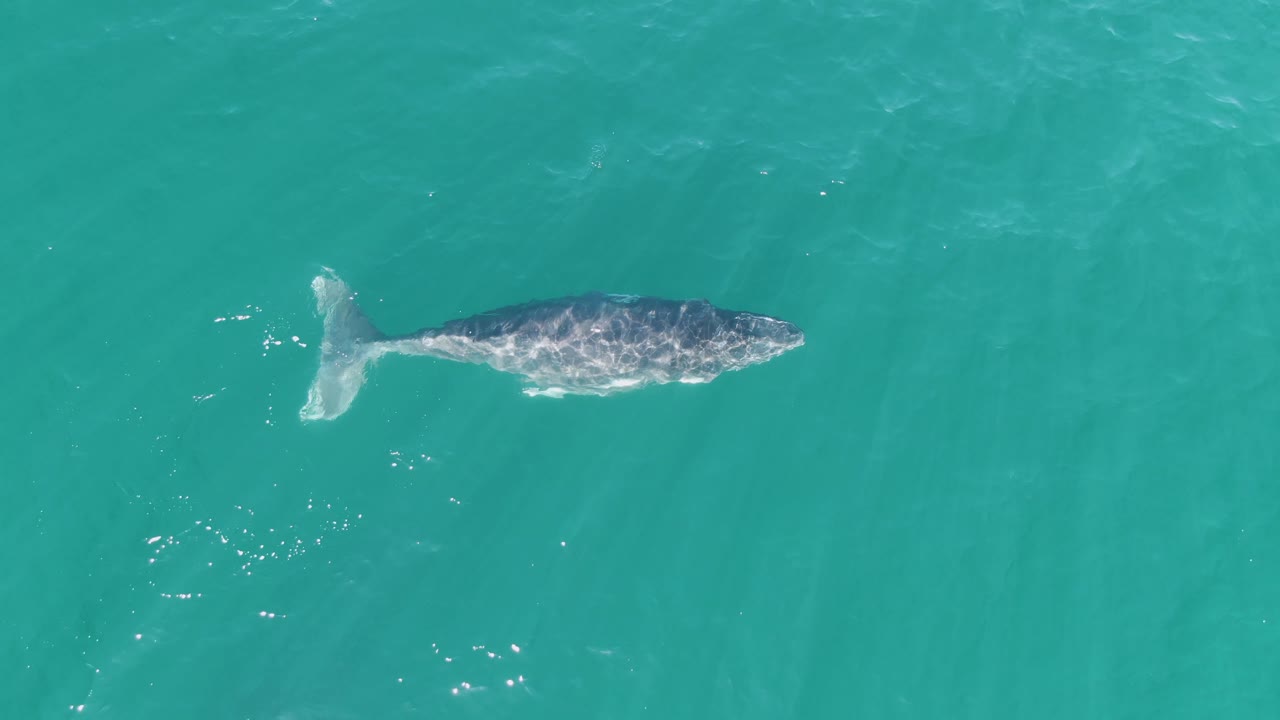 The whale is viewed from above at Punta Gorda Beach, Baja California Sur, with its tail to the left, body under the calm turquoise surface, and no visible people.