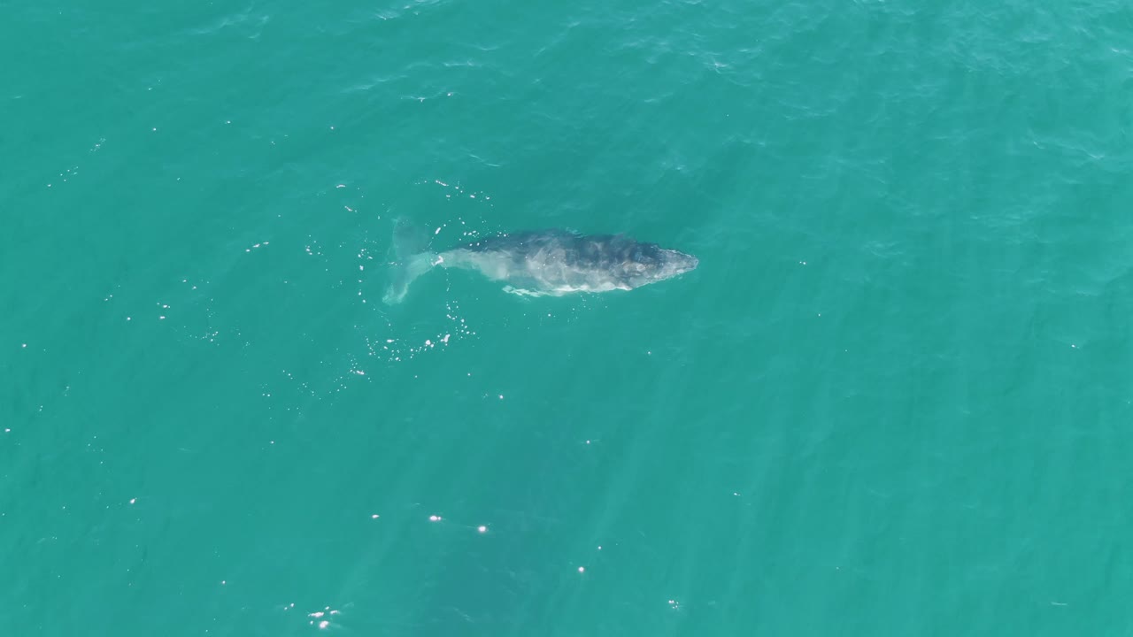 Overhead view of a whale near the surface in turquoise water at Punta Gorda Beach, Baja California Sur, with faint ripples behind it and no visible people.