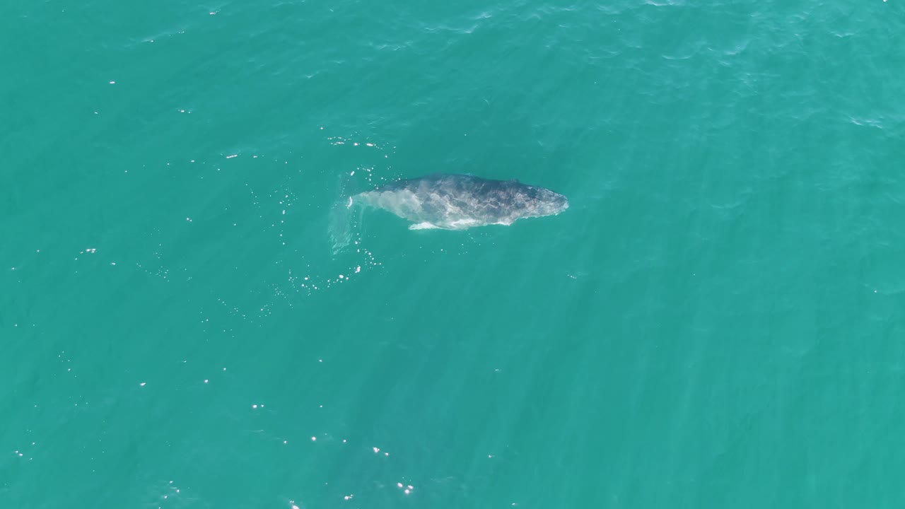 Overhead frame of the whale gliding under clear turquoise ocean water at Punta Gorda Beach, with its back partly lit and no visible people.
