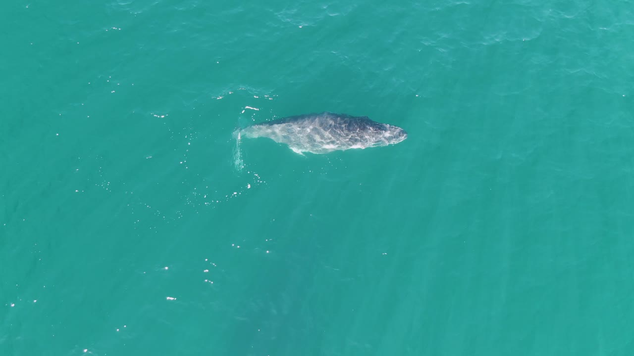 A whale appears near the top of the overhead frame at Punta Gorda Beach, surrounded by clear teal water, small surface ripples, and no visible people.