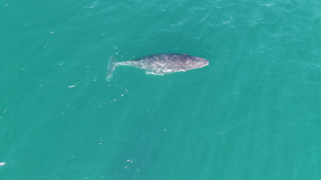 Overhead view of the whale farther along its path in Punta Gorda Beach water, with a pale wake behind the tail area and no visible people.