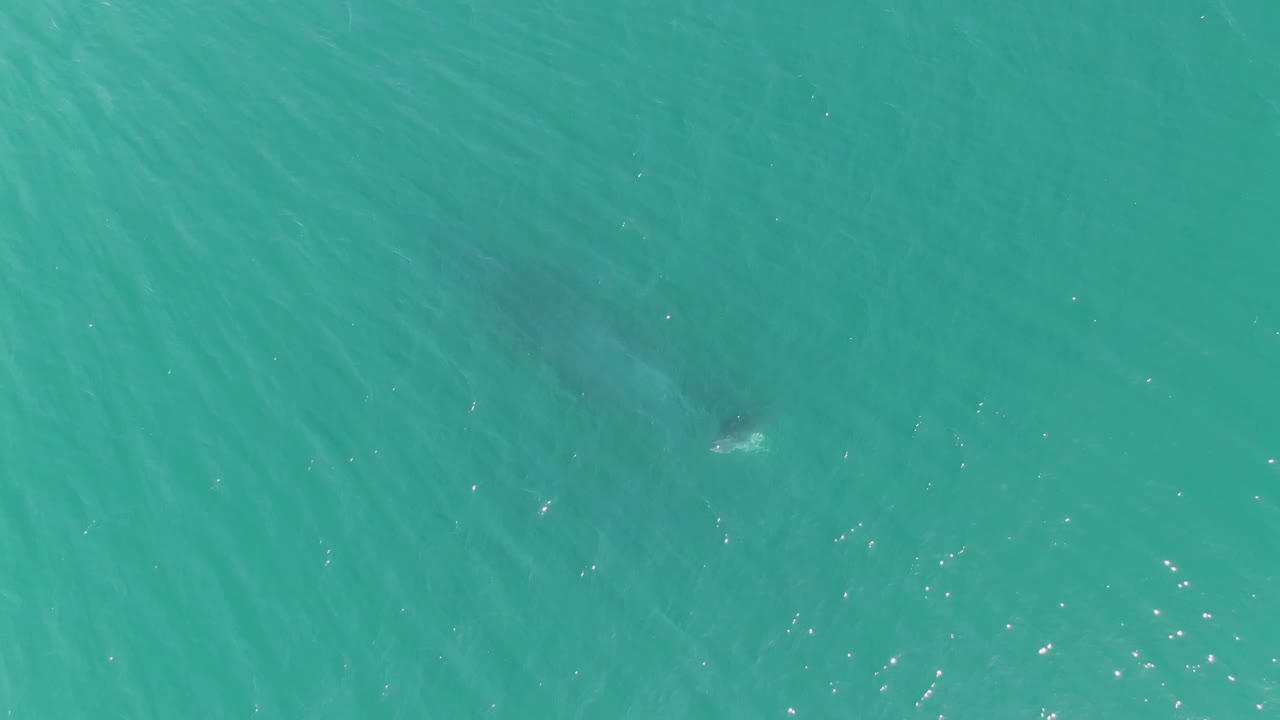 Overhead view of a submerged whale shape in turquoise water at Punta Gorda Beach, Baja California Sur, with no visible people.
