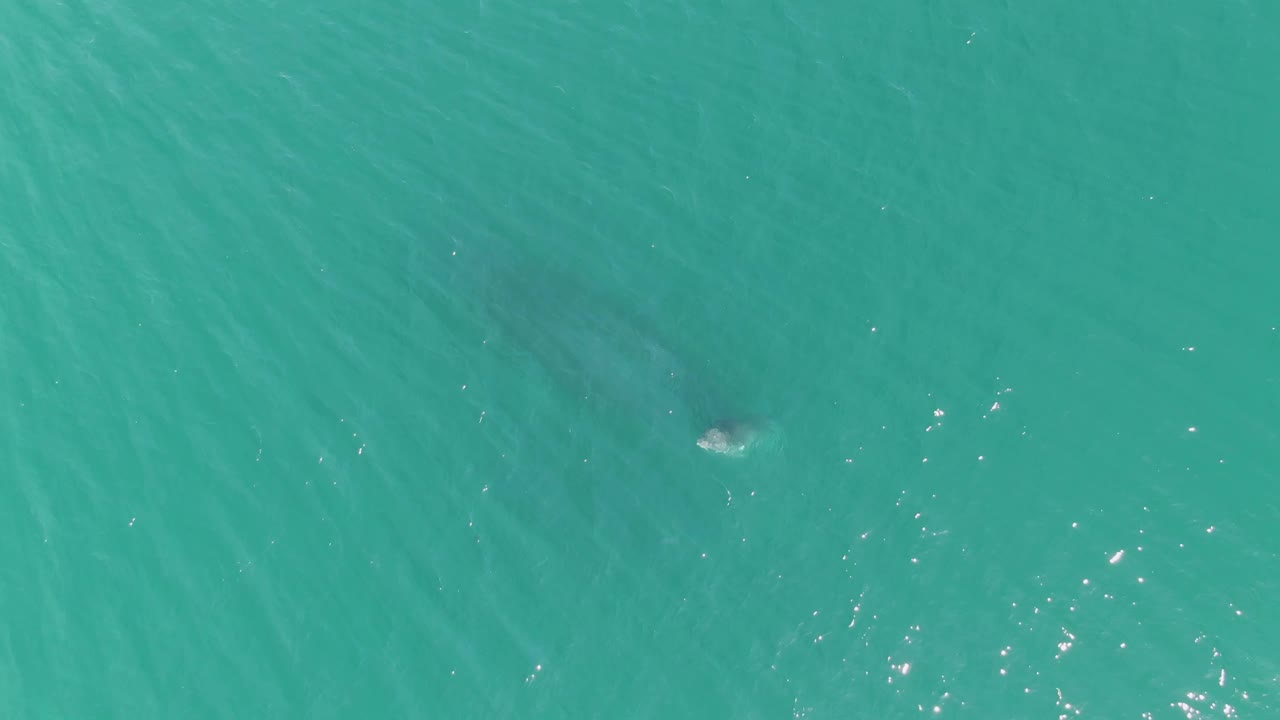 Whale beginning to show near the ocean surface.
