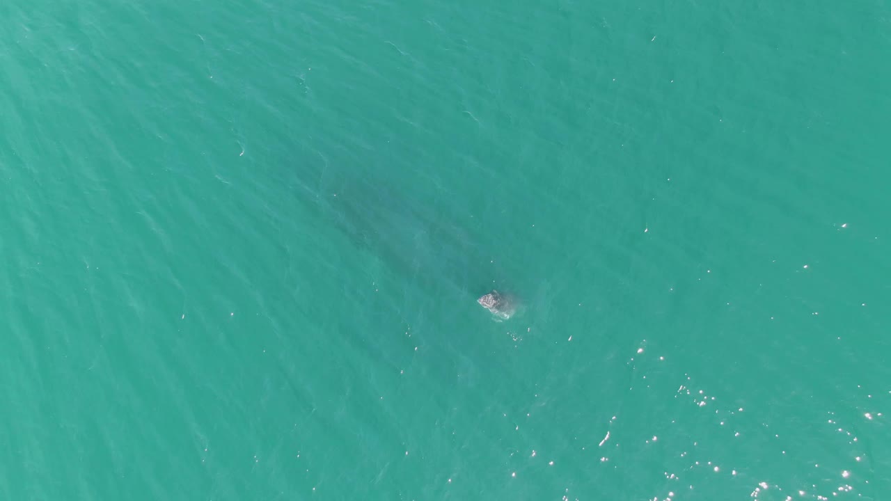 The whale is visible just below the ocean surface in turquoise water at Punta Gorda Beach, Baja California Sur, with scattered sun reflections and no visible people.