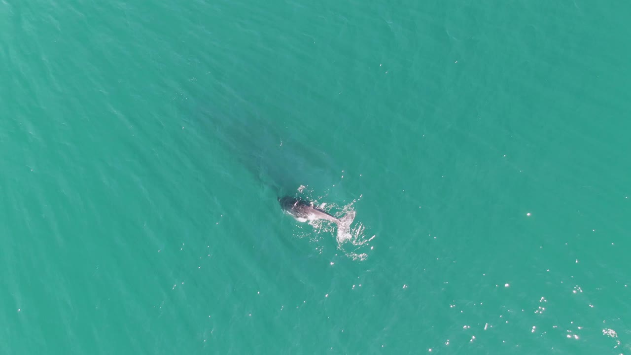 At Punta Gorda Beach in Baja California Sur, a whale is partly visible near the top-down ocean surface with pale splash trails in turquoise water and no visible people.