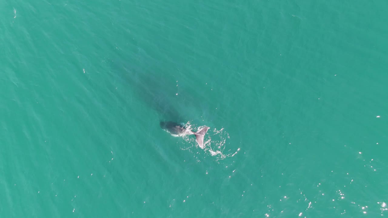 At Punta Gorda Beach in Baja California Sur, the whale's darker body and tail shape show through the clear turquoise surface beside a fresh white splash, with no visible people.