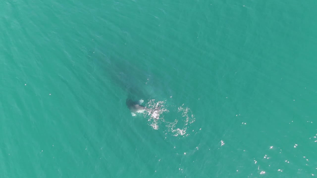 At Punta Gorda Beach in Baja California Sur, the whale appears farther across the overhead frame, leaving a compact patch of white disturbance and ripples on turquoise water, with no visible people.