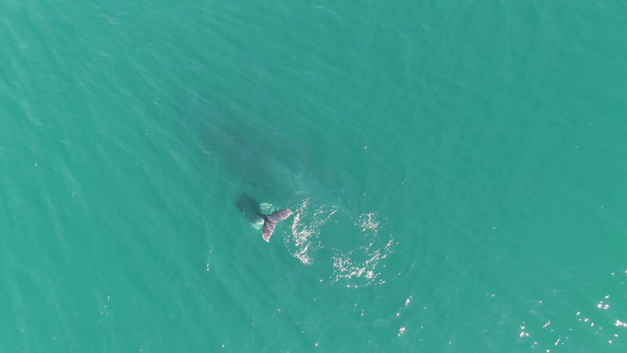 Whale tail and dark body shadow in clear turquoise ocean.