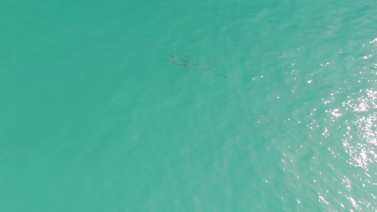 Small fish cluster near the upper left of clear turquoise water at Punta Gorda Beach, Baja California Sur, with bright surface glints and no visible people.