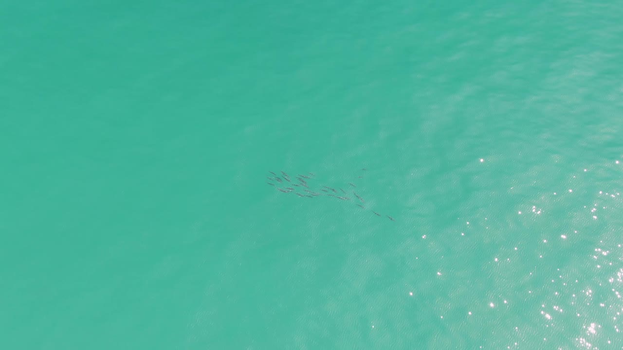 Small fish appear near the upper middle of the Punta Gorda Beach water frame, surrounded by pale turquoise ripples and scattered sun reflections, with no visible people.