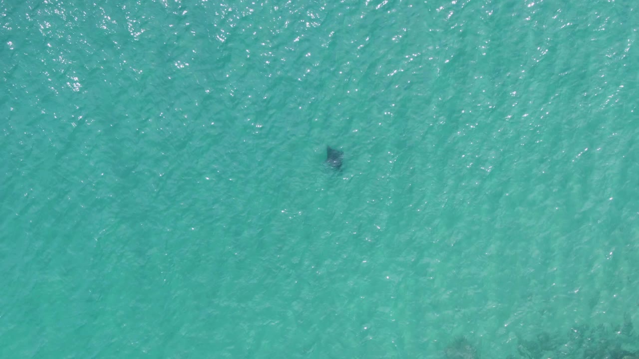 A dark marine animal appears under clear turquoise water at Puerto Los Cabos Beach, with small sunlit ripples and no visible people.