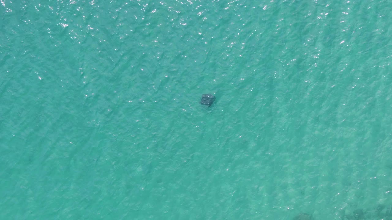 Marine animal centered in clear turquoise water