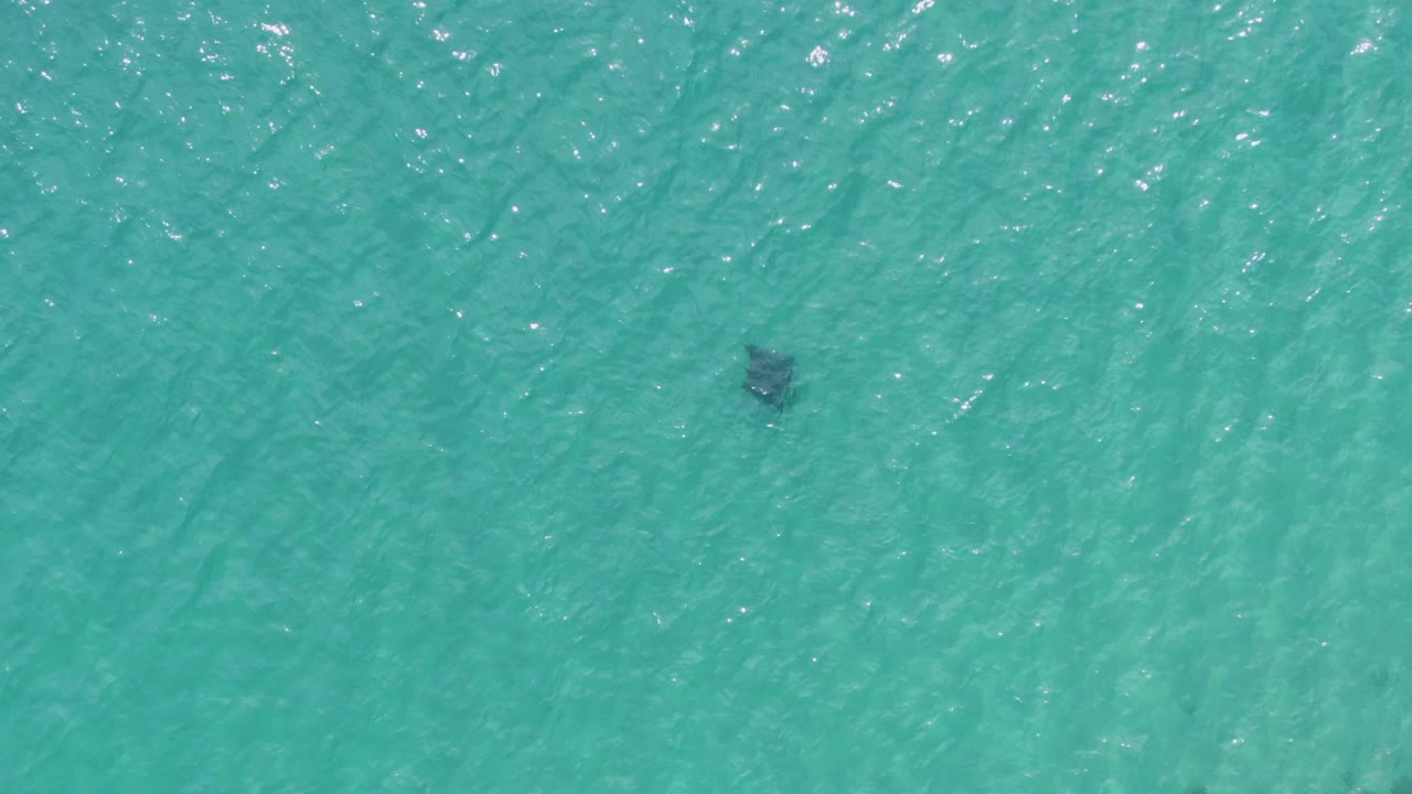 A dark animal shape remains visible below rippled turquoise ocean water at Puerto Los Cabos Beach, with the frame kept free of shoreline, boats, and people.