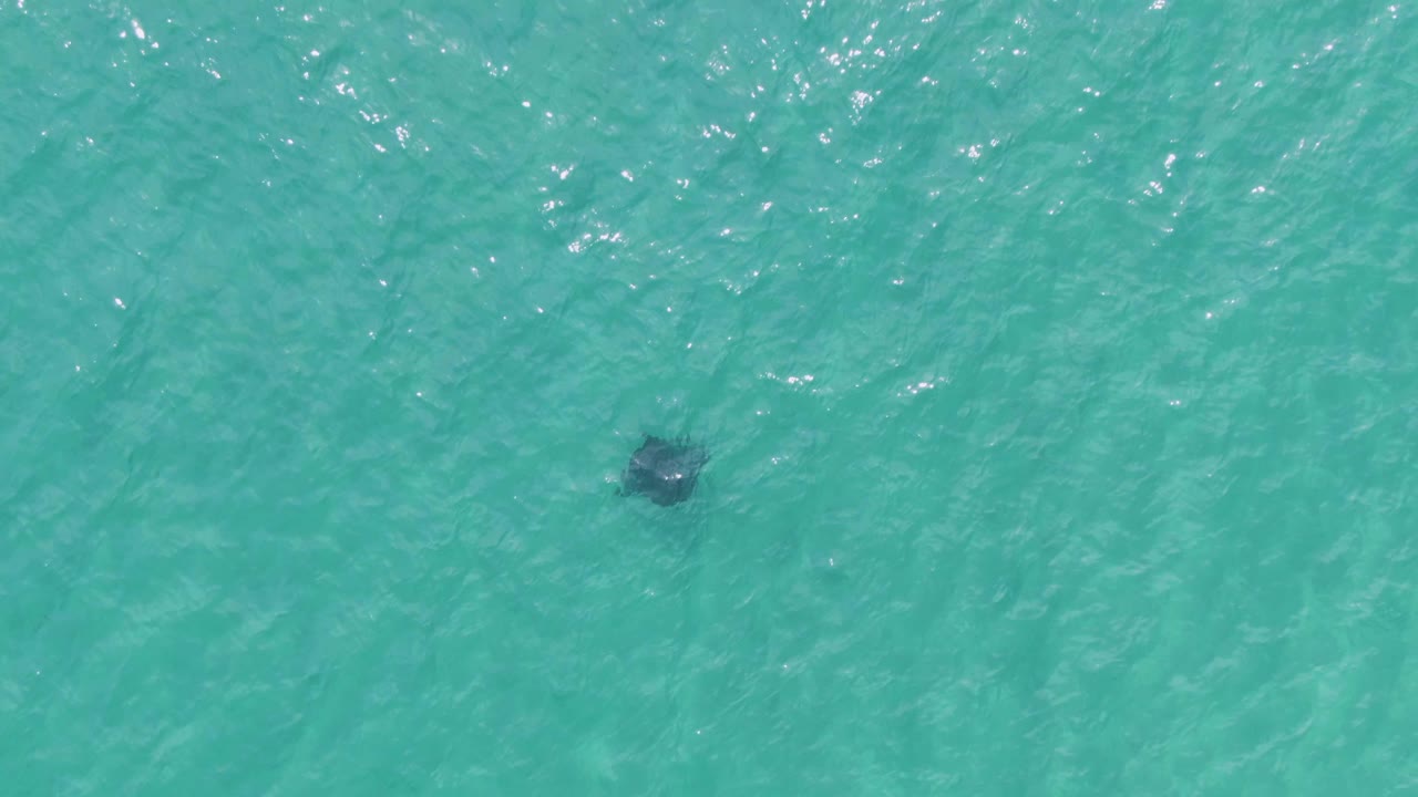 Overhead frame from Puerto Los Cabos Beach showing a dark manta ray beneath rippled turquoise water with no visible people.