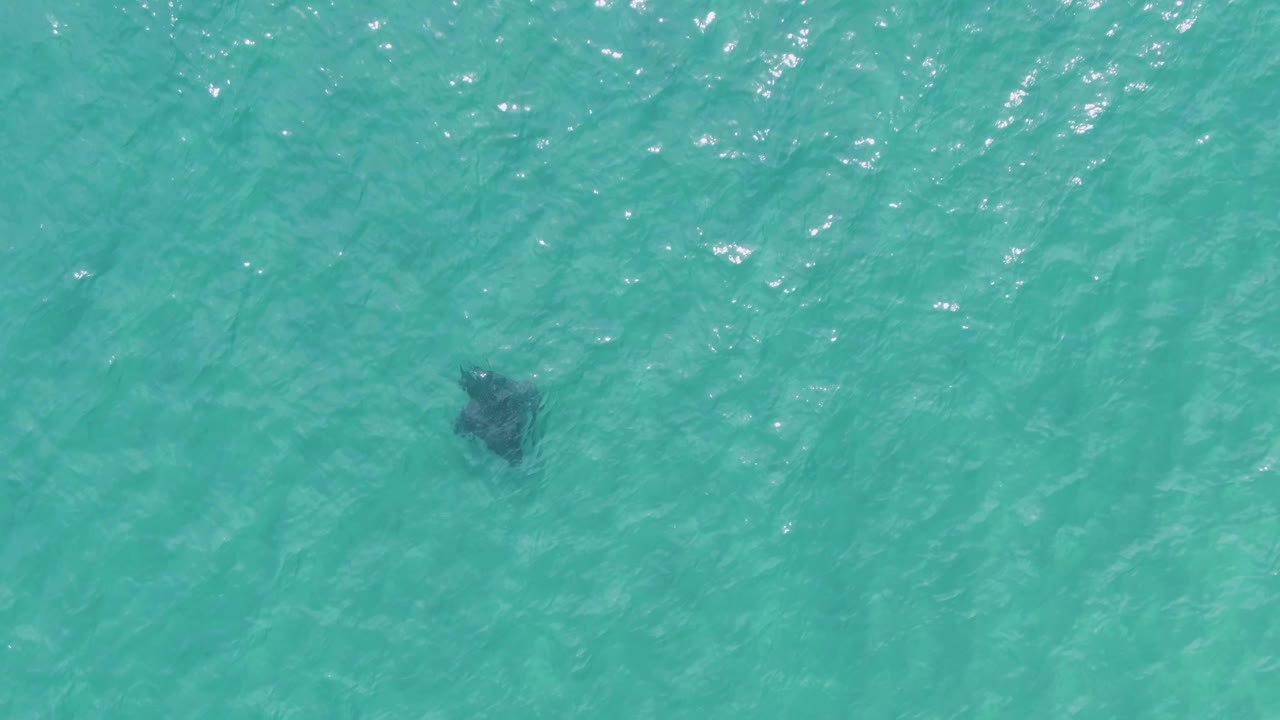 Overhead Puerto Los Cabos Beach view with the manta ray near the center of clear blue-green ocean water and no visible people.