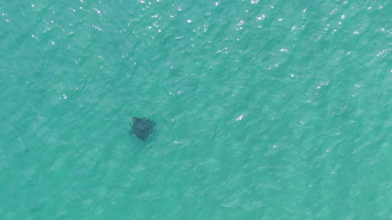 Aerial frame at Puerto Los Cabos Beach with the manta ray set against textured turquoise sea and no shoreline or people visible.