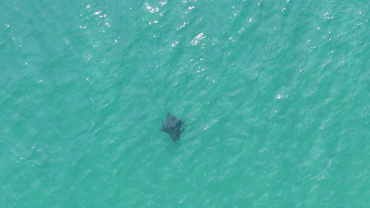 A dark manta ray appears under clear turquoise water at Puerto Los Cabos Beach, with bright ripples across the surface and no visible people.