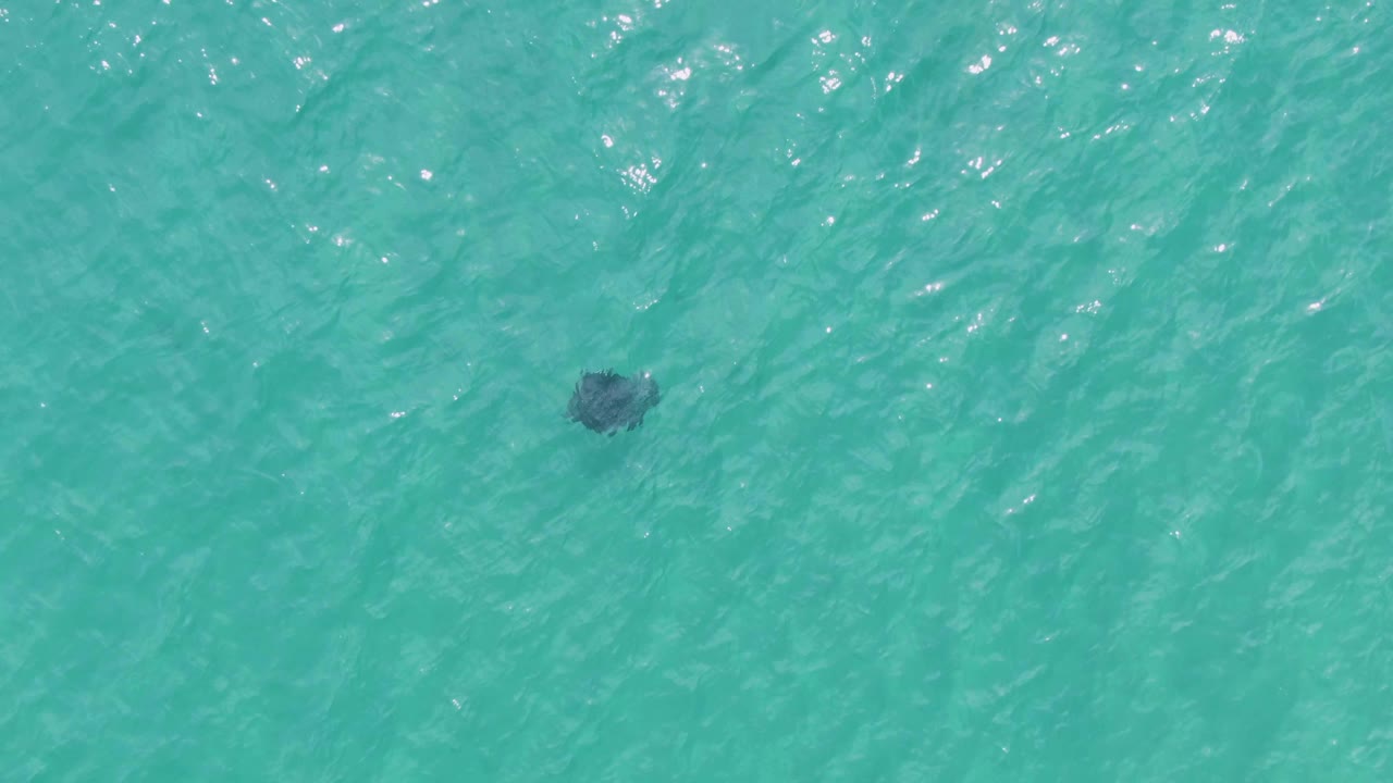Manta ray centered in clear turquoise sea