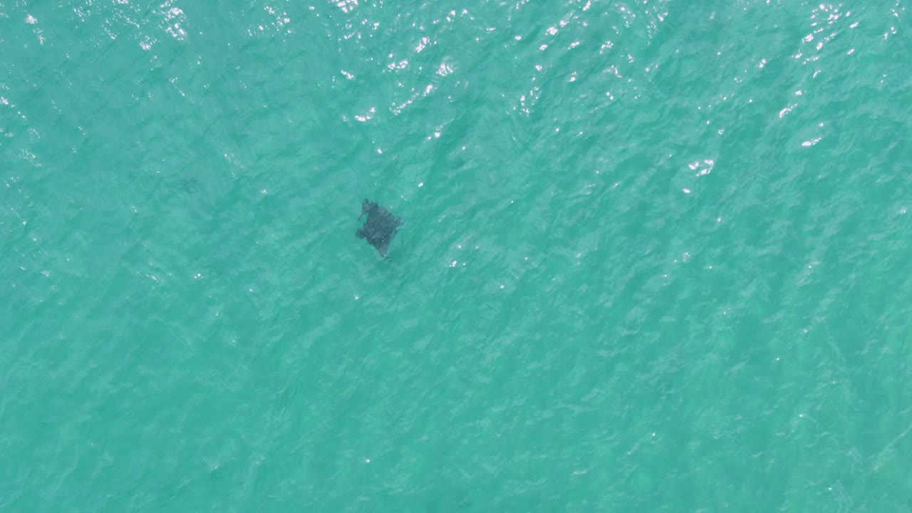 A small dark ray shape is visible beneath the brighter turquoise surface at Puerto Los Cabos Beach, with fine wave texture and no visible people.