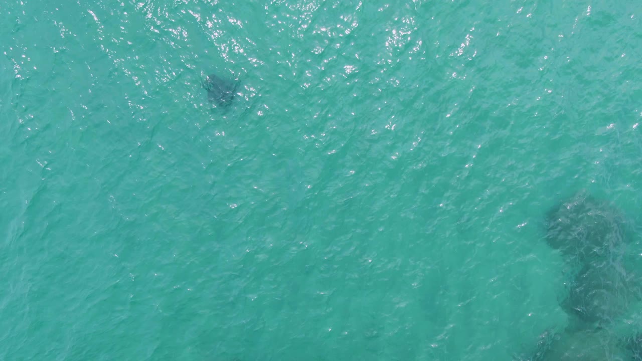 Dark manta ray shape under turquoise ocean water