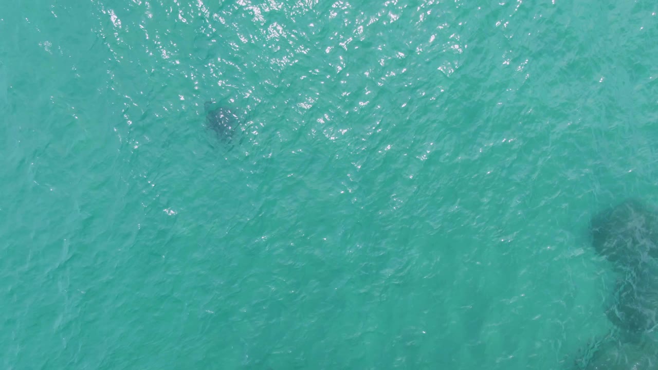 The manta ray appears larger and darker below the rippled turquoise surface at Puerto Los Cabos Beach, Mexico, with no shoreline or people visible.