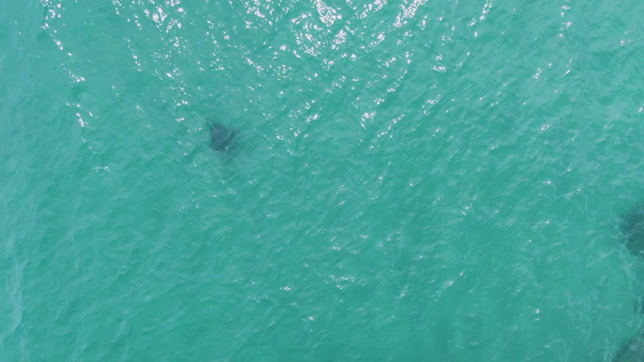 A manta ray silhouette sits below bright turquoise ocean water at Puerto Los Cabos Beach, Mexico, surrounded by fine ripples and no visible people.