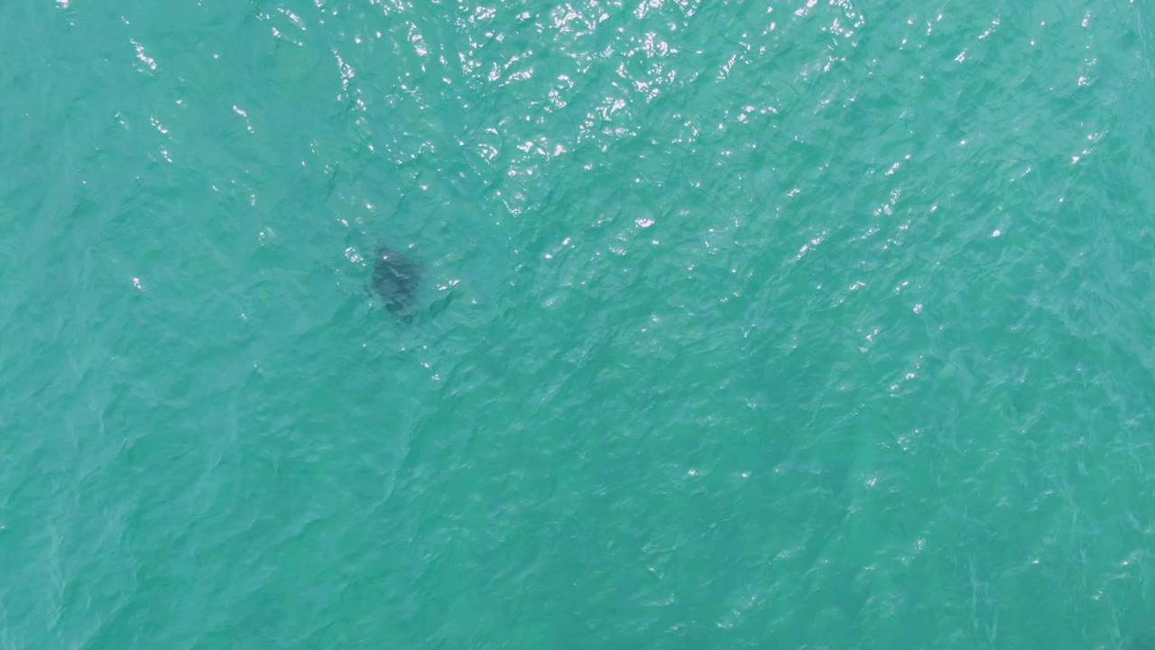 A smaller dark manta ray form is visible through the turquoise water at Puerto Los Cabos Beach, Mexico, with the frame filled only by ocean and no visible people.
