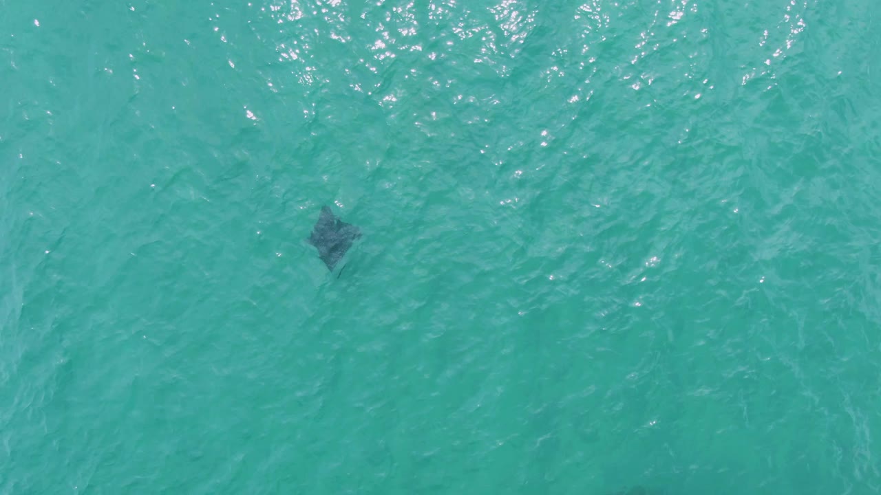 Dark stingray beneath turquoise ocean water