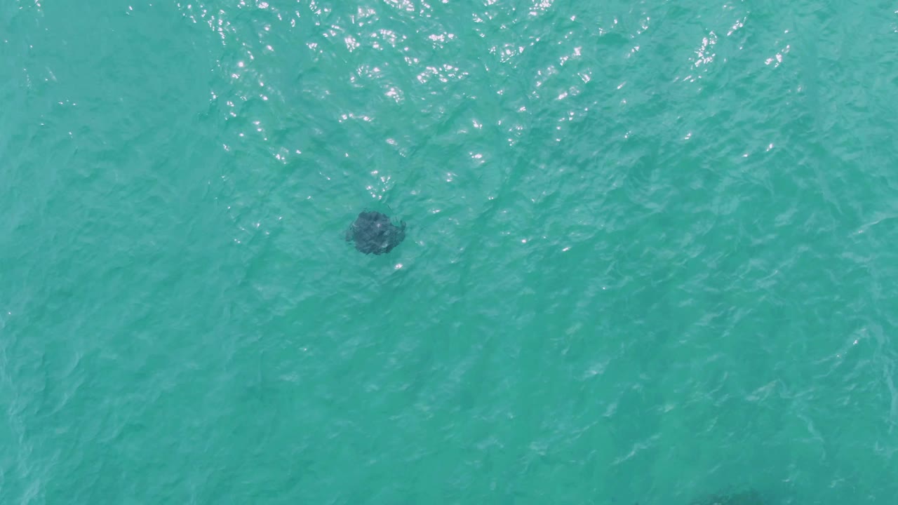 The stingray appears near the middle of the frame under clear blue-green ocean water at Puerto Los Cabos Beach, with bright surface reflections and no visible people.