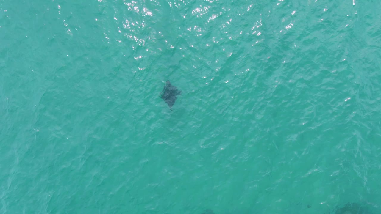 A stingray silhouette sits under rippled turquoise sea water at Puerto Los Cabos Beach, Baja California Sur, with open water filling the frame and no visible people.