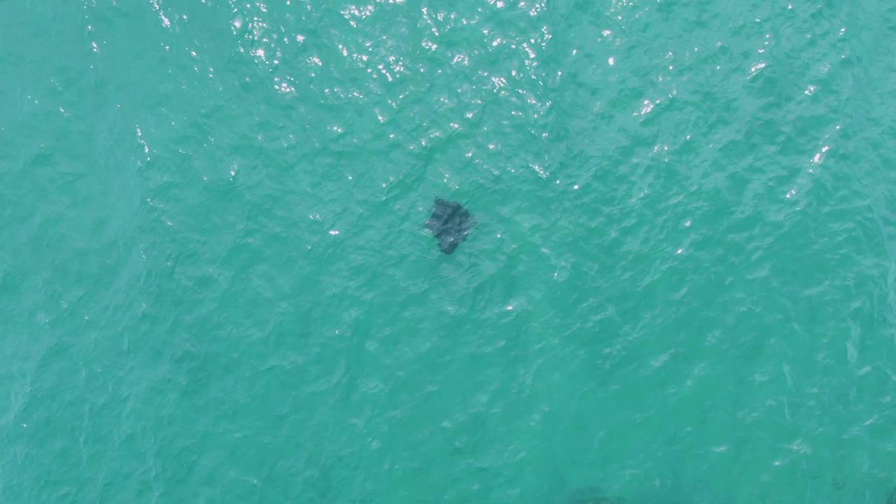 The stingray is visible beneath shallow-looking turquoise ocean water at Puerto Los Cabos Beach, with soft wave texture and no visible people or objects.