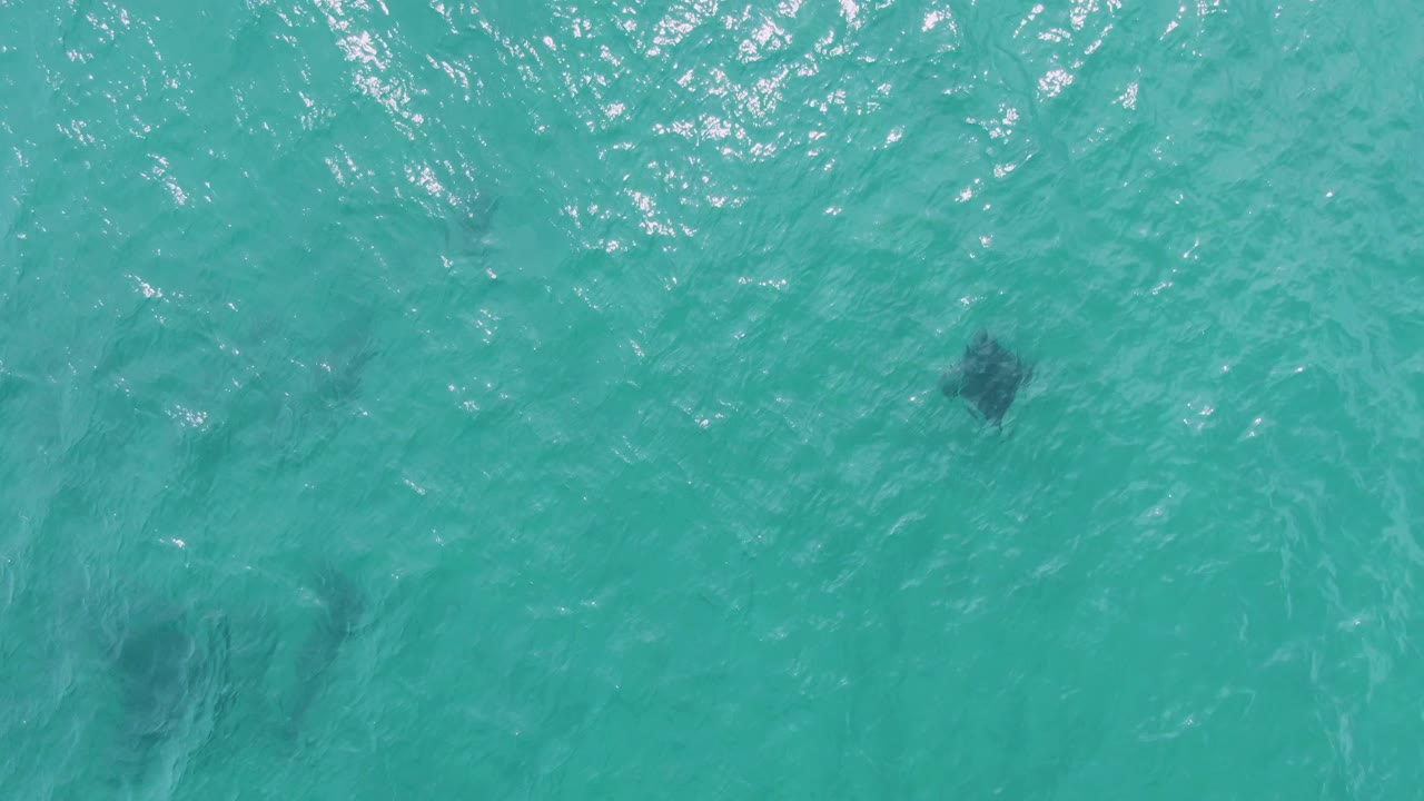 Overhead view at Puerto Los Cabos Beach, Baja California Sur, showing dark sea turtle shapes under rippled turquoise water with no visible people.